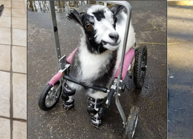 Check out the 10 organisations we are supporting with every purchase. - DEF METAL VEGAN