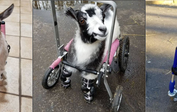 Check out the 10 organisations we are supporting with every purchase. - DEF METAL VEGAN